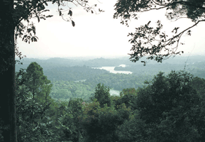 Image of Bukit Timar forest