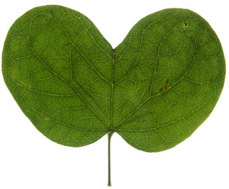 leaf with an emerginate apex