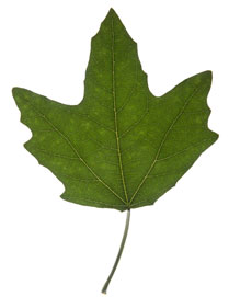 obovate leaf