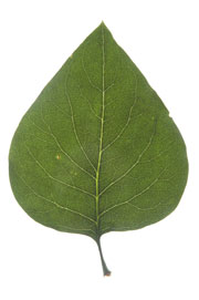 ovate leaf