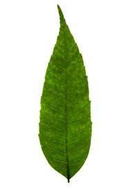 ovate leaf image