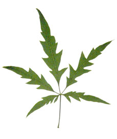 image of a palmately compound leaf