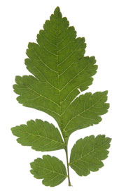 Partially pinnately lobed leaf