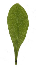 leaf obovate