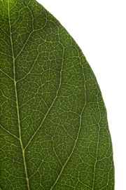 image of an entire (non-toothed) leaf margin