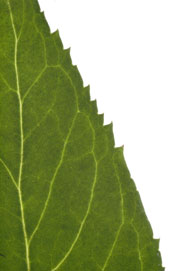 image of a leaf margin with irregular teeth