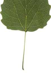 leaf with a round base