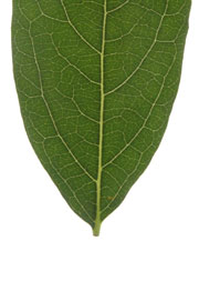 leaf with an acute base