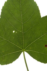 leaf with a cordate base