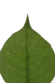 leaf with an attenuate apex