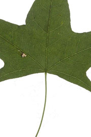 leaf with a cordate base