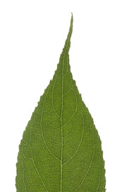 leaf with an attenuate apex