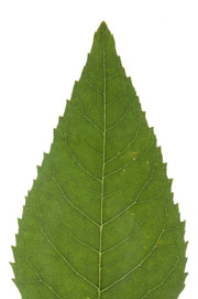 leaf with an acute apex