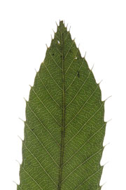 leaf with an acute apex