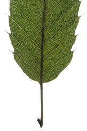 leaf with a round base