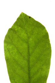 leaf witn an acute apex