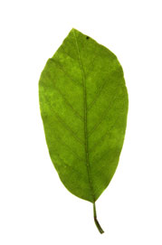 obovate leaf