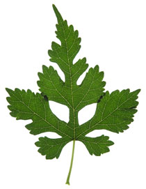 Rollover image showing pinnately lobed leaf