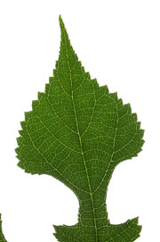 leaf with an attenuate apex