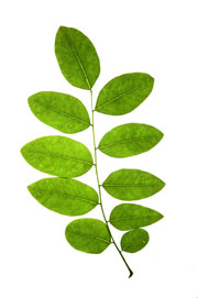 Image of pinnately compound leaf