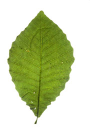 elliptic leaf