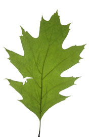 elliptic leaf