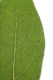 entire margined leaf