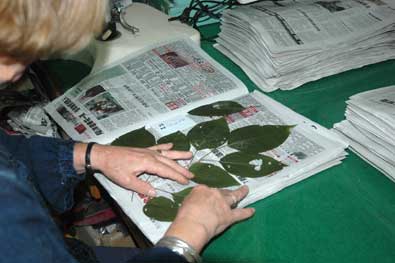 Image of arranging leaves for drying