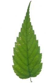 Image of an ovate leaf