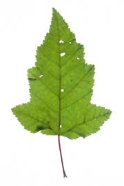 image of an ovate leaf