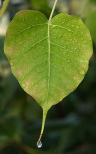 Ficus religiosa with water drop on tip