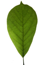 obovate leaf