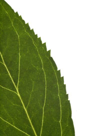 image of a leaf margin with irregular teeth