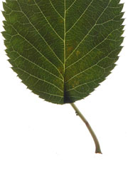 leaf with a round base