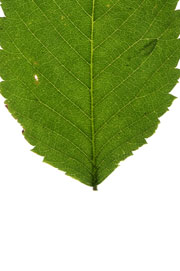 leaf with an acute base