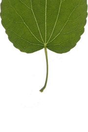 leaf with a cordate base