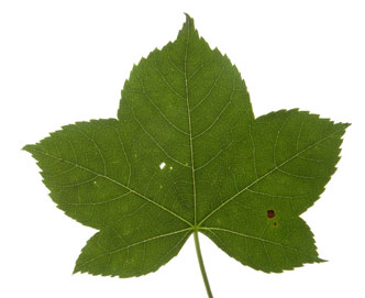 elliptic leaf