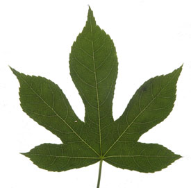 rollover image showing how a palmately lobed leaf is segmented for size measurements
