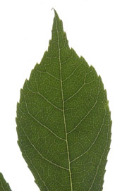 leaf with an attenuate apex