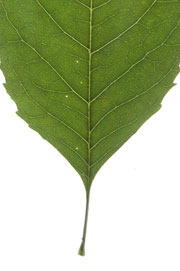 leaf with an acute base