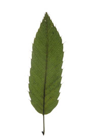 elliptic leaf