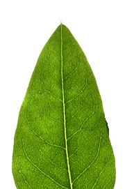 leaf with an acute apex