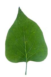 Image of an ovate leaf