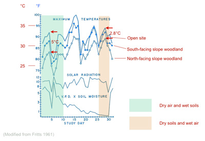Diagram showing reduction of sub-canopy air temperatures by up to 5°C