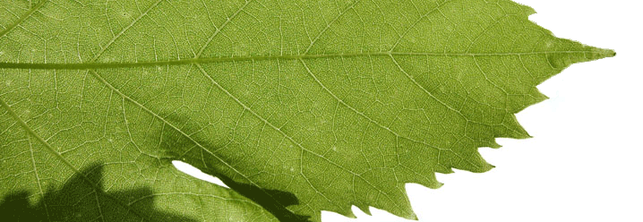 Image of part of a Vitis leaf