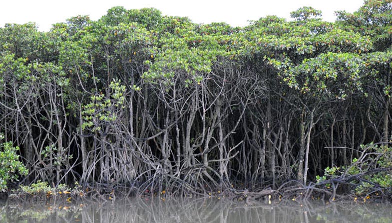 Photograh of mangrove vegetation in the Sunderbans, India.