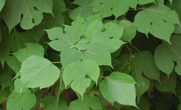 Photograph of Morus showing variation in leaf size and shape