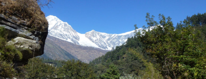 Image of subtropical vegetation in the foreground against icefields in Himalayas in the distance