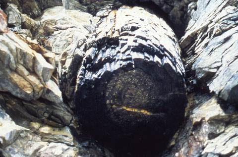 Photo of log with preserved tree rings, Lily Creek