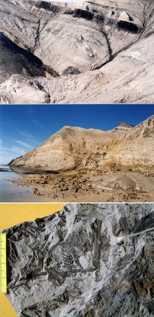 Three photographs Top and middleshows the plant fossil section on Novaya Sibr, bottom is a surface with conifer and angiosperm leaf fragments 
